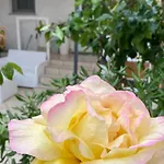 Maestrale